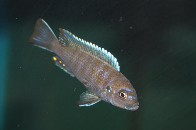 Cynotilapia zebroides 'Ndonga (Deep)'